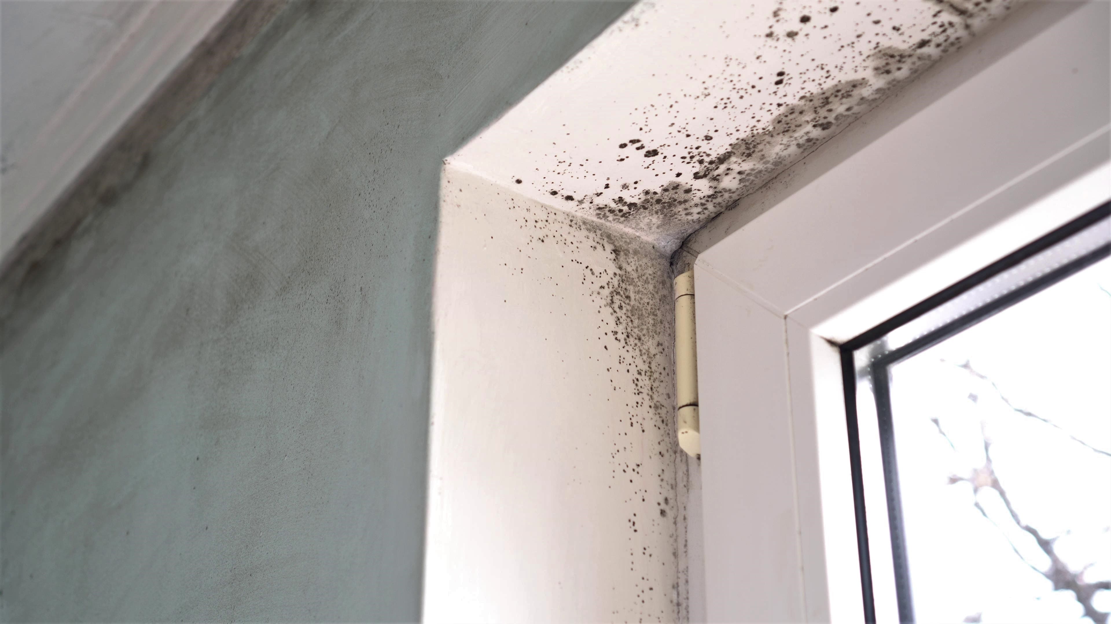 Understanding and Tackling Mould in Rented Homes: A Guide for Tenants